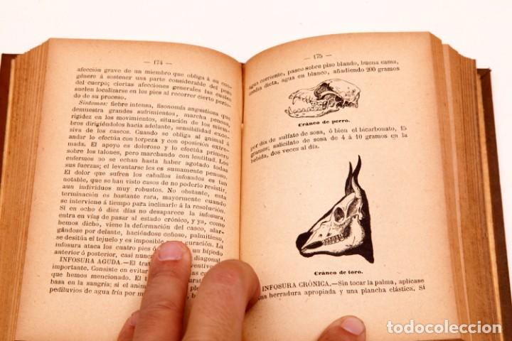 Libros de segunda mano: FRANCISCO DARDER - MANUAL PR&Aacute;CTICO DE VETERINARIA - CONSERVA EL DESPLEGABLE - Foto 5
