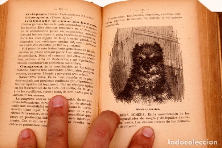 Libros de segunda mano: FRANCISCO DARDER - MANUAL PR&Aacute;CTICO DE VETERINARIA - CONSERVA EL DESPLEGABLE - Foto 7