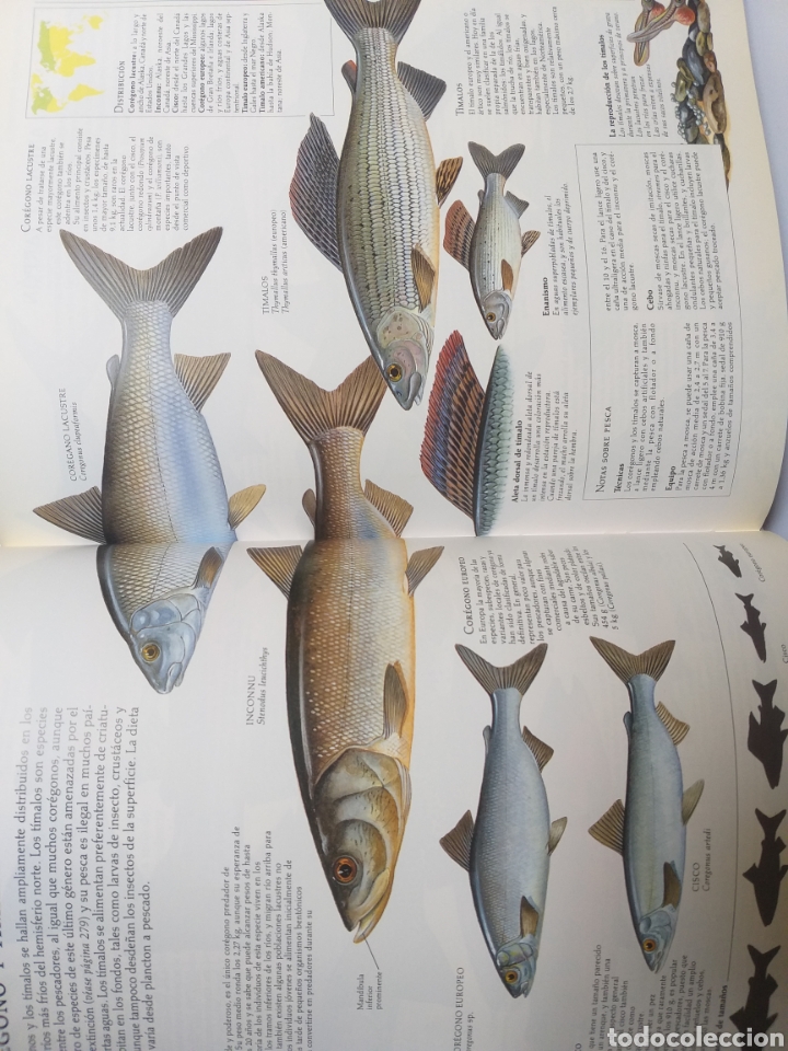 Libros de segunda mano: Enciclopedia de la pesca gu&iacute;a completa Blume 1995 - Foto 11