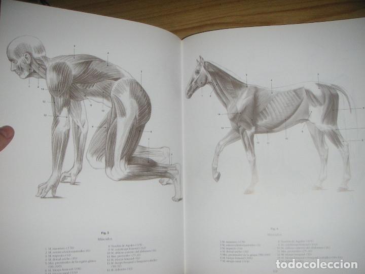 Escuela De Dibujo De Anatomía Humana · Animal Comprar En