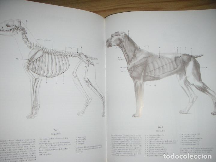 escuela de dibujo de anatomía, humana · animal - Comprar ...