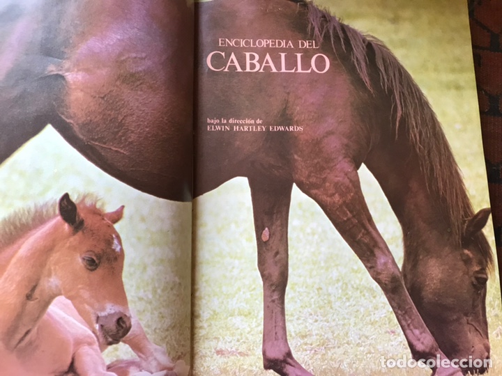Libros de segunda mano: Enciclopedia del caballo. Blume equitaci&oacute;n. Como nuevo - Foto 3
