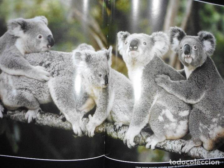 Libros de segunda mano: Los animales protagonistas de nuestra tierra    Y92404 - Foto 2
