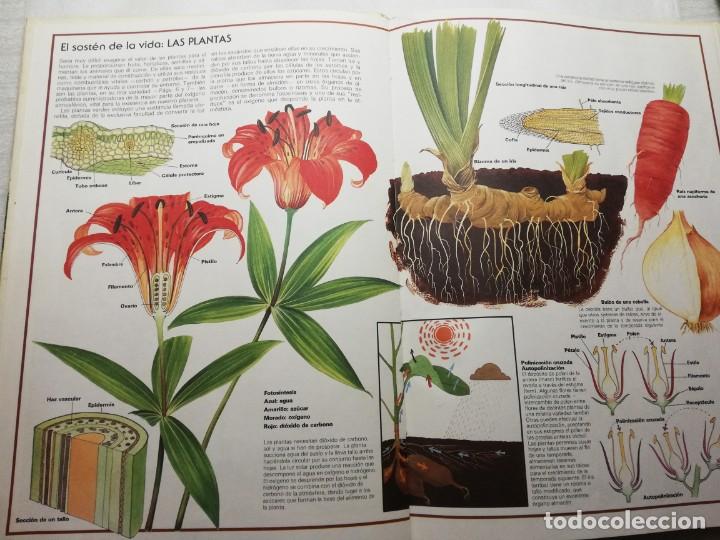 Libros de segunda mano: PRODIGIOS DE LA NATURALEZA C&Iacute;RCULO DE LECTORES 1976 TAPAS DURAS - Foto 5