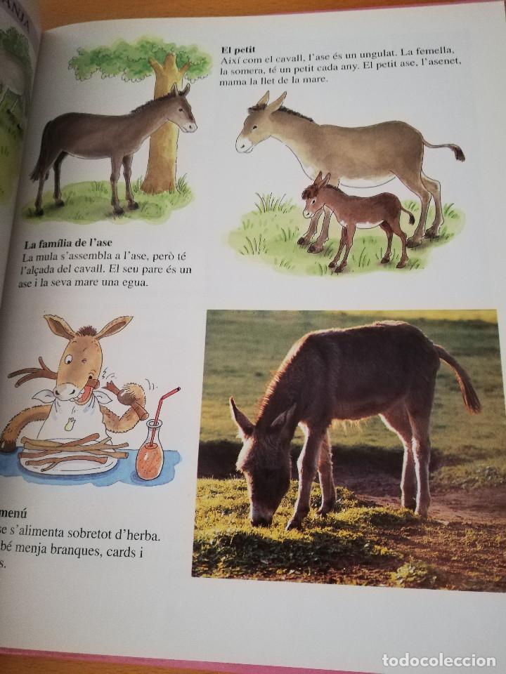 Libros de segunda mano: AIX&Iacute; VIUEN ELS ANIMALS A LA GRANJA (LIBERICA) - Foto 5