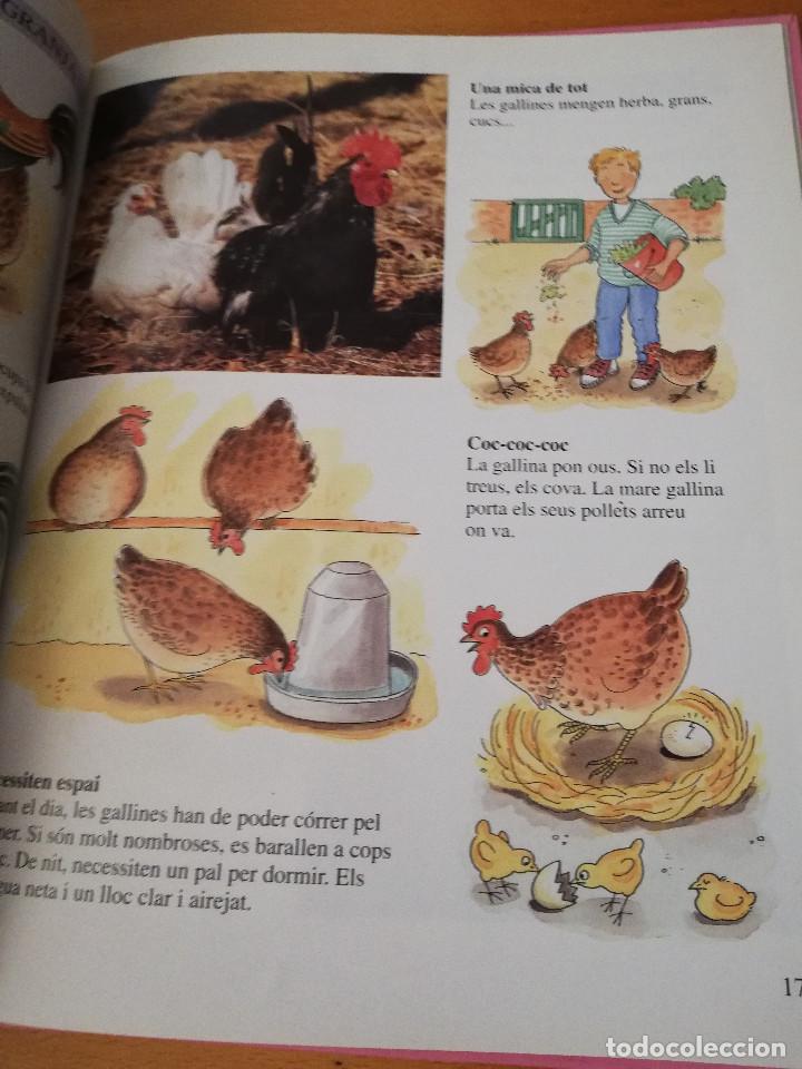 Libros de segunda mano: AIX&Iacute; VIUEN ELS ANIMALS A LA GRANJA (LIBERICA) - Foto 8
