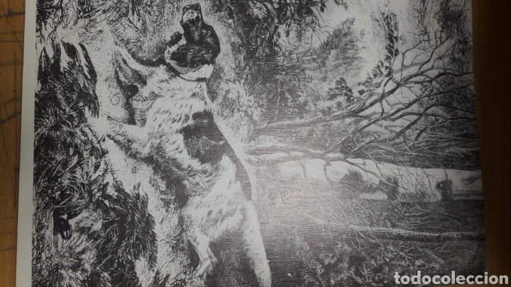 Libros de segunda mano: Ediciones Velazquez Biblioteca Cinegetica Espa&ntilde;ola - Foto 3