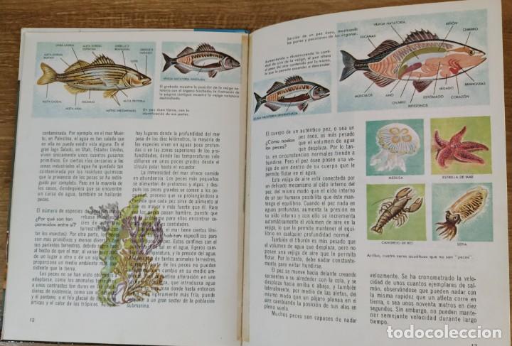 Libros de segunda mano: C&oacute;mo y por qu&eacute; de Los Peces (1970) Editorial Molino - Foto 6