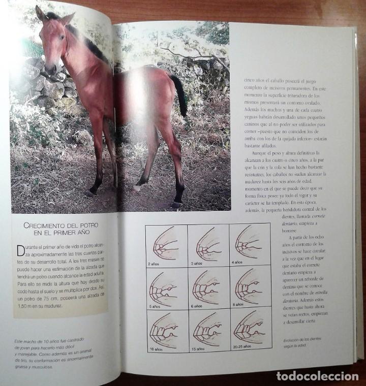 Libros de segunda mano: LIBRO. ENTENDER, EDUCAR Y CUIDAR A TU CABALLO. LUZ AGUILAR. - Foto 11