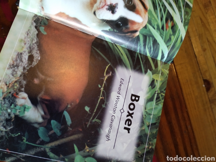 Libros de segunda mano: BOXER. E.W. CAVANAUGH #0442 - Foto 2