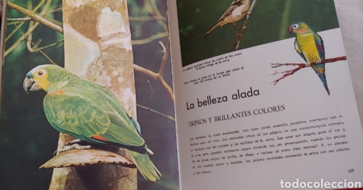 Libros de segunda mano: Maravillas de la selva de Walt Disney - Foto 2