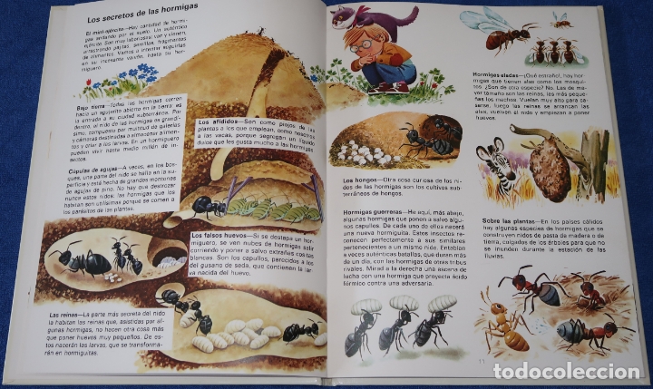 Libros de segunda mano: El libro del ambiente - Ediciones C&oacute;dice (1985) - Foto 5