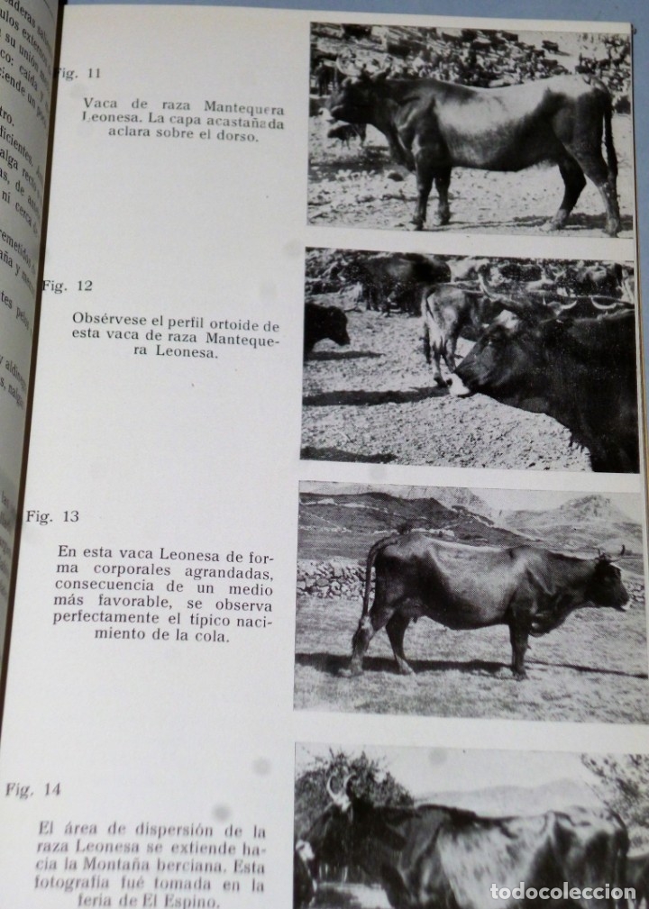 Libros de segunda mano: ESTUDIO DE LA GANADER&Iacute;A LEONESA - Foto 2