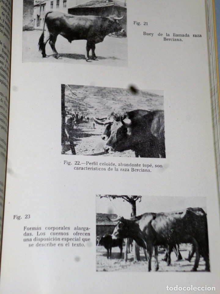 Libros de segunda mano: ESTUDIO DE LA GANADER&Iacute;A LEONESA - Foto 3