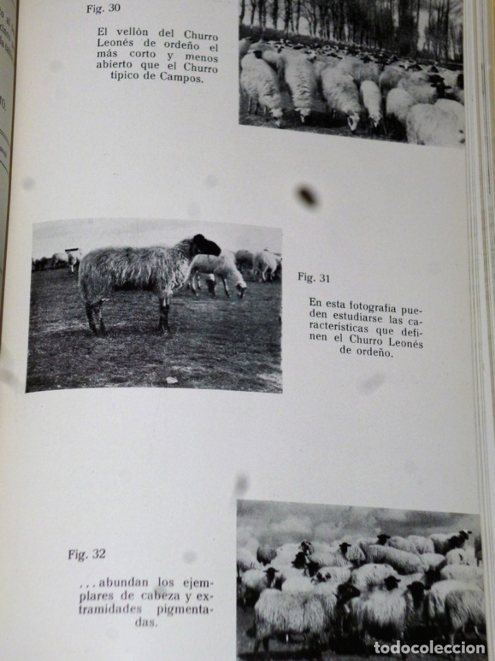 Libros de segunda mano: ESTUDIO DE LA GANADER&Iacute;A LEONESA - Foto 4