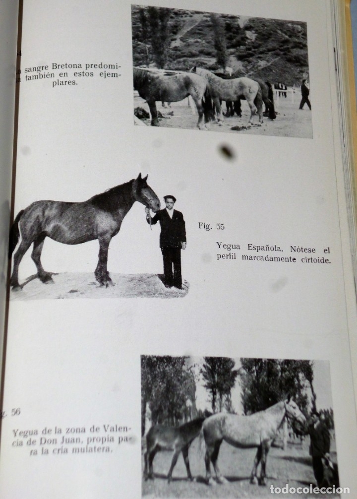 Libros de segunda mano: ESTUDIO DE LA GANADER&Iacute;A LEONESA - Foto 5