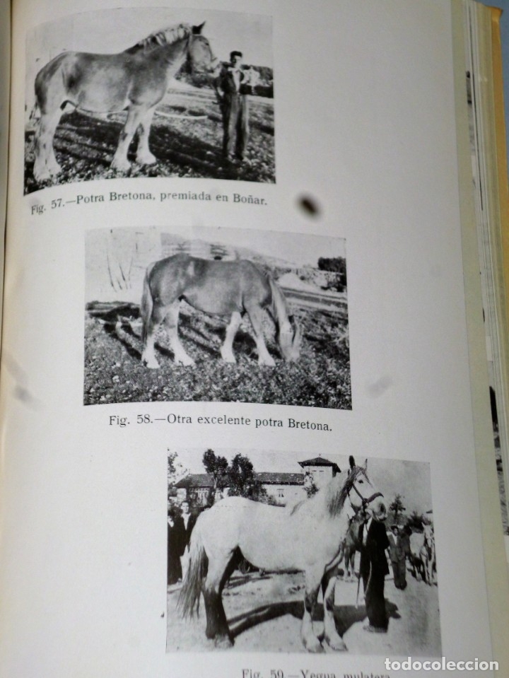 Libros de segunda mano: ESTUDIO DE LA GANADER&Iacute;A LEONESA - Foto 6