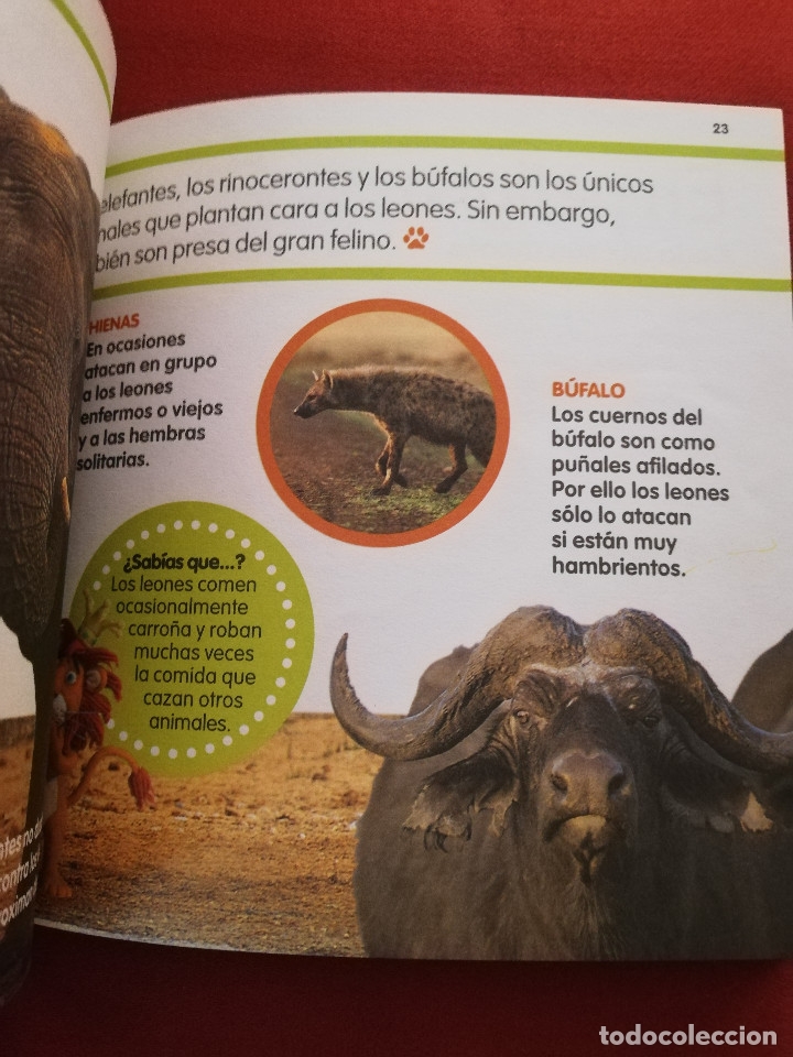 Libros de segunda mano: EL LE&Oacute;N (MIS ANIMALES FAVORITOS / EL PAIS) - Foto 4
