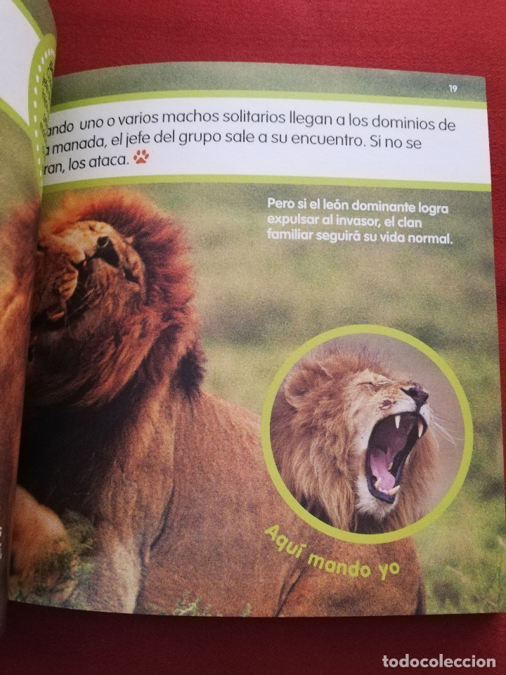 Libros de segunda mano: EL LE&Oacute;N (MIS ANIMALES FAVORITOS / EL PAIS) - Foto 5