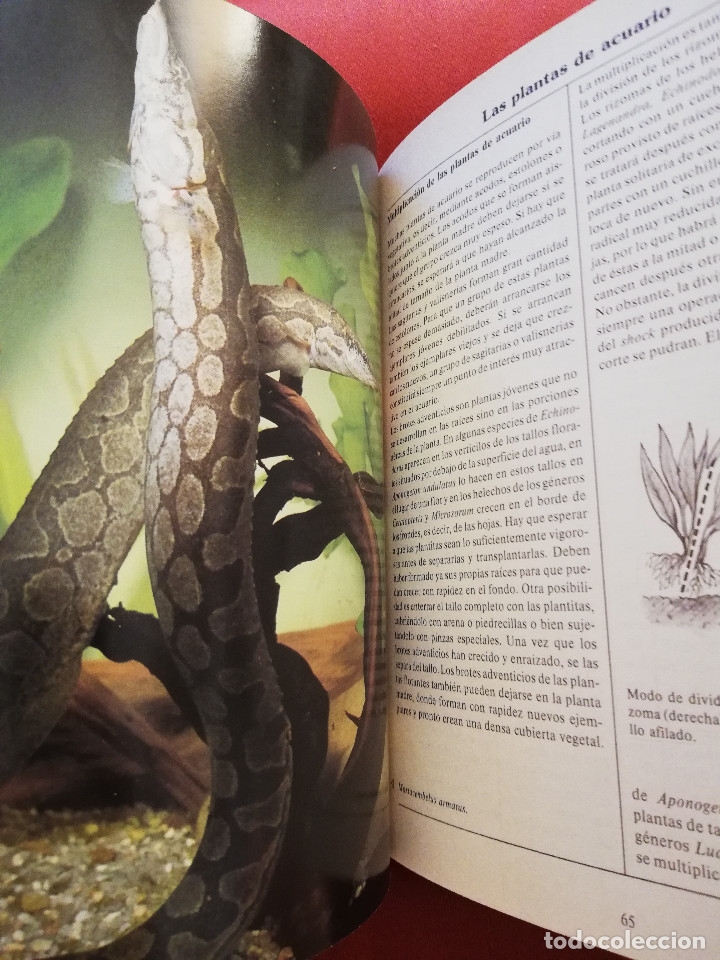 Libros de segunda mano: EL LIBRO DE LOS ACUARIOS (INES SCHEURMANN) EDITORIAL EVEREST - Foto 6