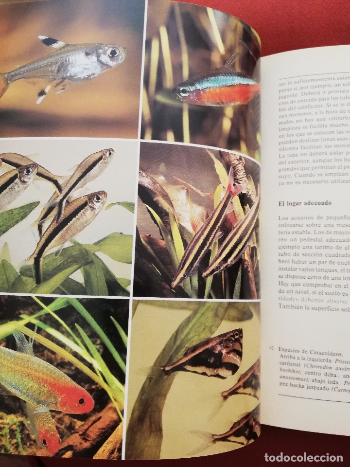 Libros de segunda mano: EL LIBRO DE LOS ACUARIOS (INES SCHEURMANN) EDITORIAL EVEREST - Foto 11