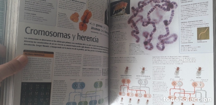 Libros de segunda mano: CIENCIA. LA GUIA VISUAL DEFINITIVA - ADAM HART-DAVIS (ED.) (AKAL 2010) - Foto 16