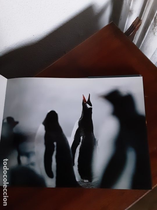 Libros de segunda mano: Ant&aacute;rtida - Sebastian Copeland - Foto 4