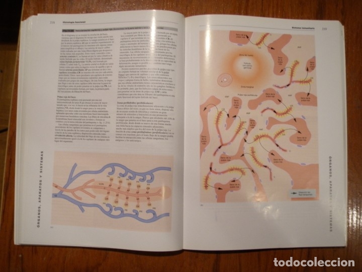 Libros de segunda mano: LIBRO HISTOLOGIA FUNCIONAL TEXTO Y ATLAS EN COLOR HARCOURT - Foto 3