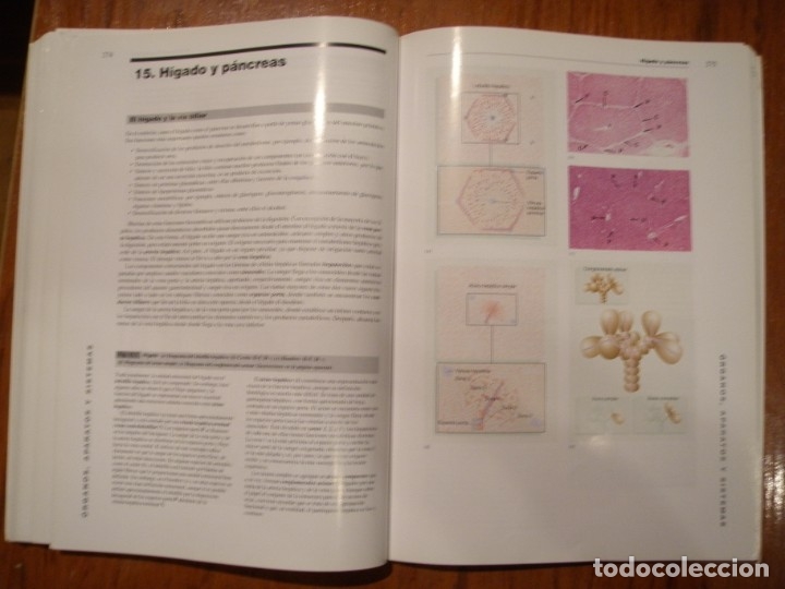 Libros de segunda mano: LIBRO HISTOLOGIA FUNCIONAL TEXTO Y ATLAS EN COLOR HARCOURT - Foto 4