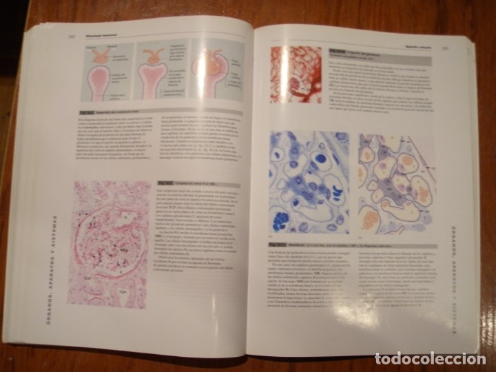Libros de segunda mano: LIBRO HISTOLOGIA FUNCIONAL TEXTO Y ATLAS EN COLOR HARCOURT - Foto 5