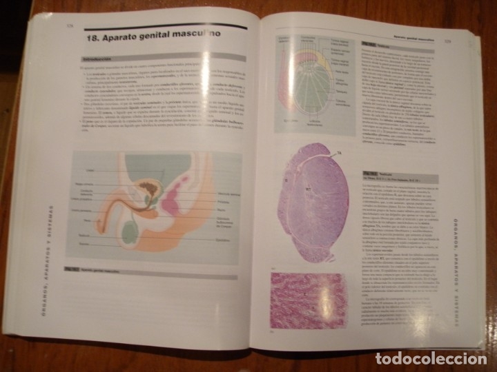 Libros de segunda mano: LIBRO HISTOLOGIA FUNCIONAL TEXTO Y ATLAS EN COLOR HARCOURT - Foto 6