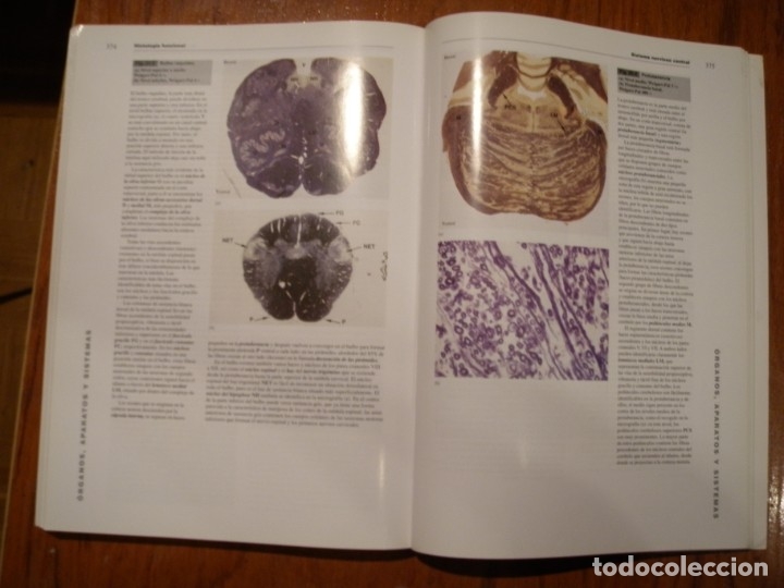 Libros de segunda mano: LIBRO HISTOLOGIA FUNCIONAL TEXTO Y ATLAS EN COLOR HARCOURT - Foto 7