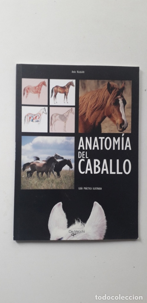Libros de segunda mano: ANATOMIA DEL CABALLO - ANKE RUSBULDT - Foto 1