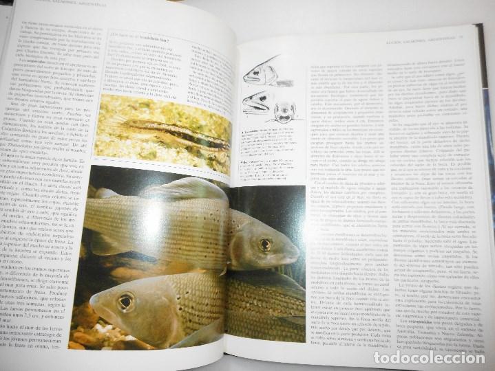 Libros de segunda mano: VV.AA      Enciclopedia de los animales. Peces       Y97095 - Foto 2