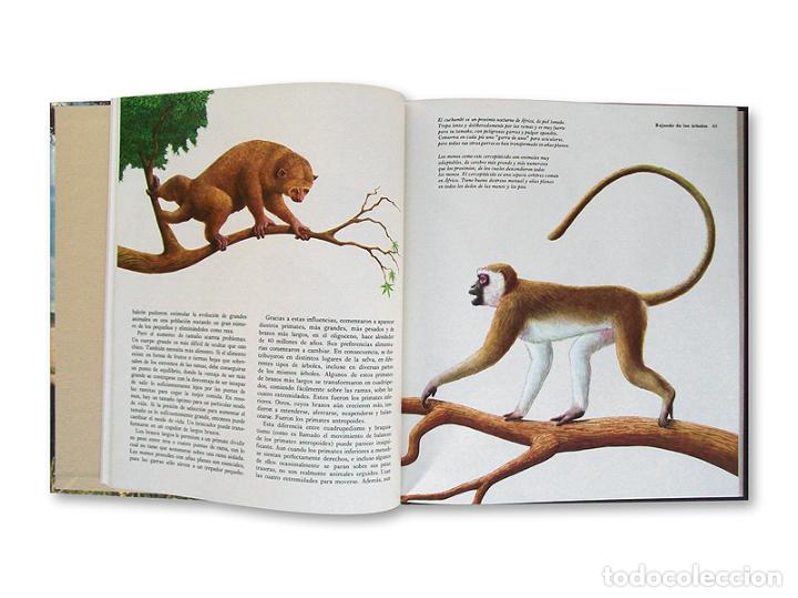 Libros de segunda mano: OR&Iacute;GENES DEL HOMBRE - EL ESLAB&Oacute;N PERDIDO ( TIME-LIFE ) - Foto 2