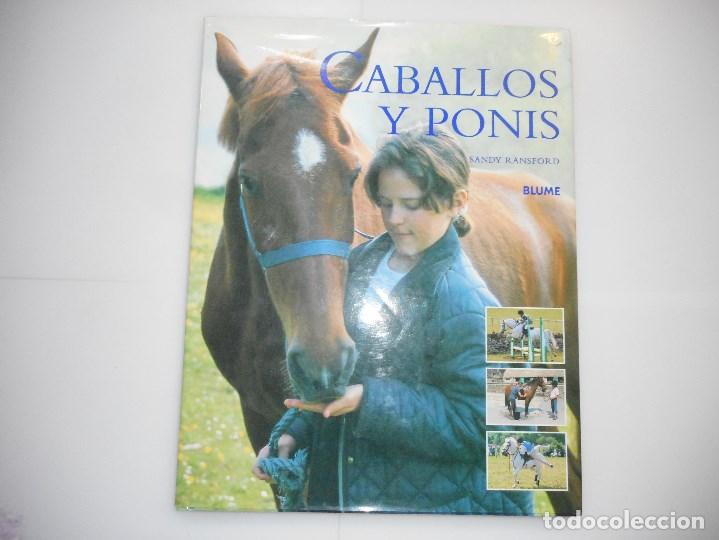 Libros de segunda mano: SANDY RANSFORD     Caballos y ponis     Y97228 - Foto 1