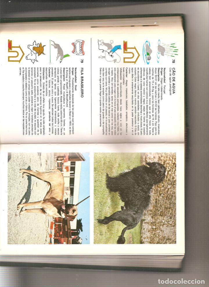 Libros de segunda mano: 215. GINO PUGNETTI. GUIA DE PERROS - Foto 2