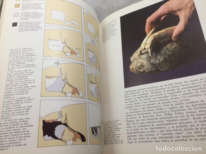 Libros de segunda mano: La formaci&oacute;n de la humanidad Richard Leakey, 1981 Ediciones del Serbal - Foto 9