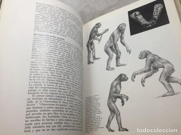 Libros de segunda mano: La formaci&oacute;n de la humanidad Richard Leakey, 1981 Ediciones del Serbal - Foto 10