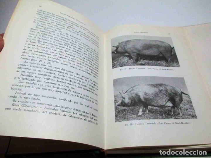 Libros de segunda mano: La Cr&iacute;a del Cerdo (E. Marchi y C. Pucci - Edit. Gustavo Gili - 1966). - Foto 6