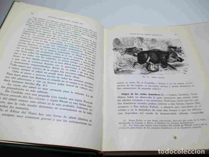 Libros de segunda mano: La Cr&iacute;a del Cerdo (E. Marchi y C. Pucci - Edit. Gustavo Gili - 1966). - Foto 7