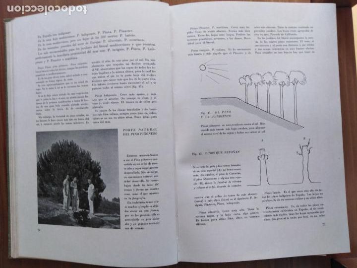 Libros de segunda mano: EL LIBRO DE LOS JARDINES. NOEL CLARASO - Foto 2