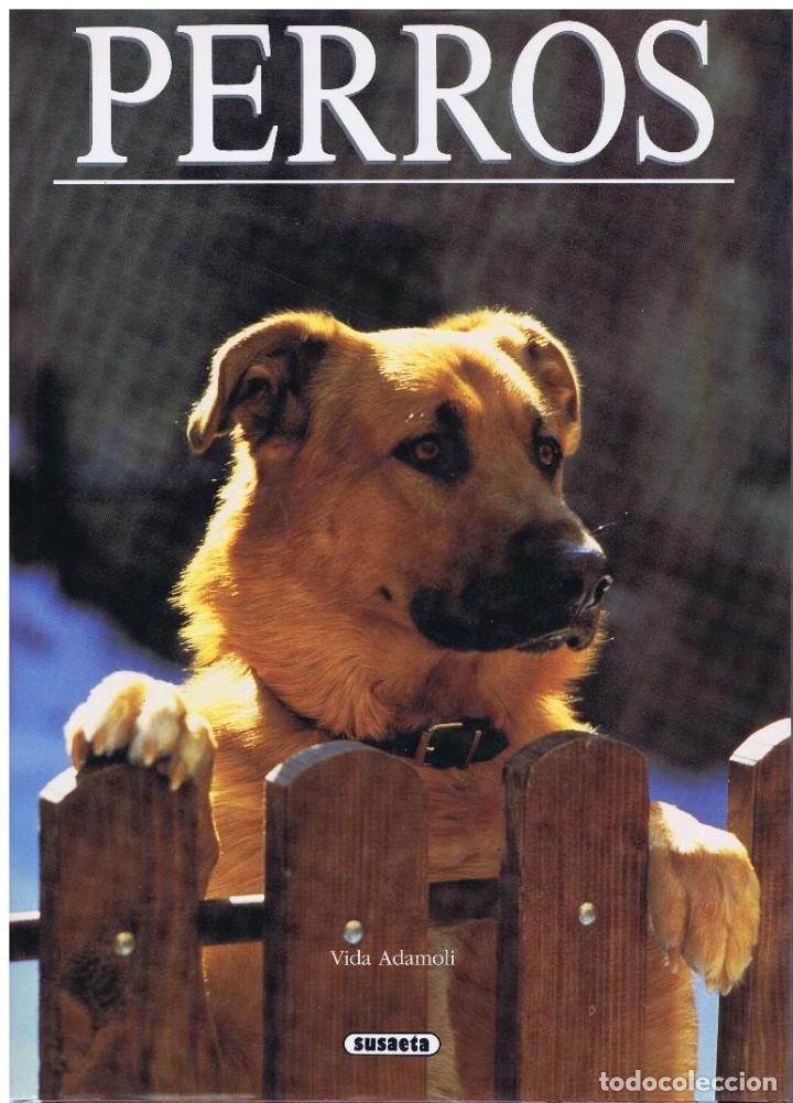 Libros de segunda mano: PERROS VIDA ADAMOLI EDICIONES SUSAETA 1991 GRAN FORMATO MUY ILUSTRADO TAPA DURA CON SOBRECUBIERTA