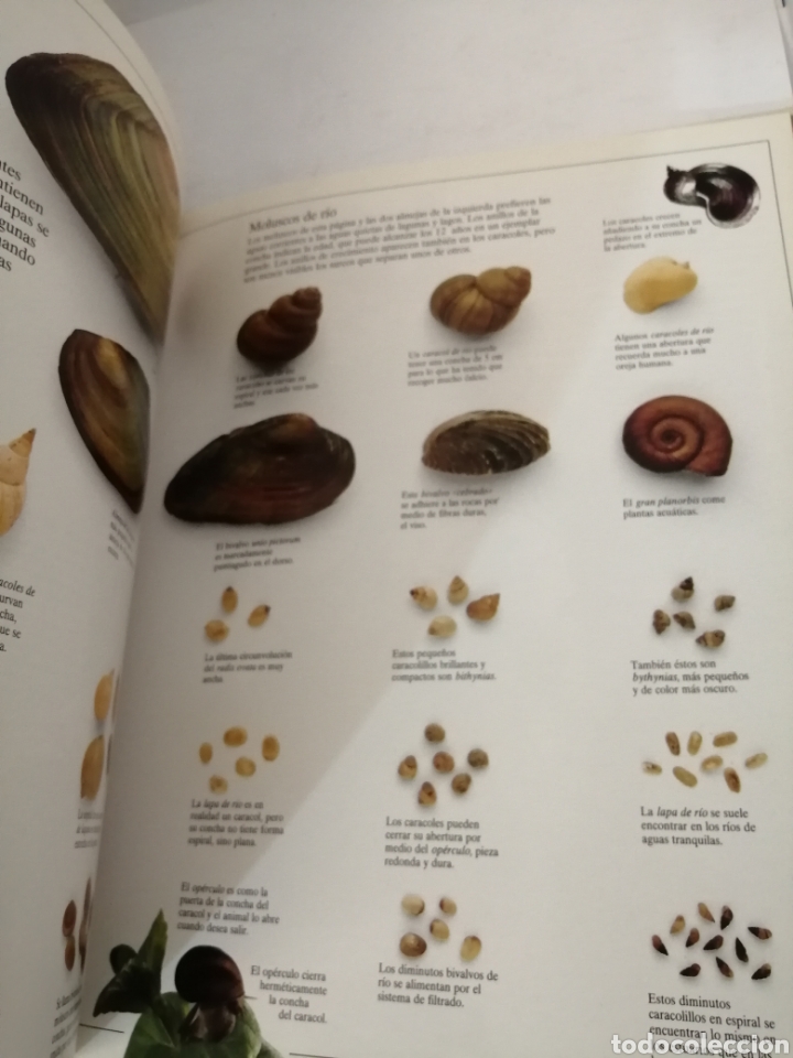 Libros de segunda mano: EL RIO Y LA LAGUNA Steve Parker - Foto 4