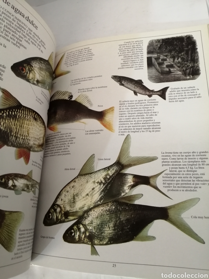 Libros de segunda mano: EL RIO Y LA LAGUNA Steve Parker - Foto 6