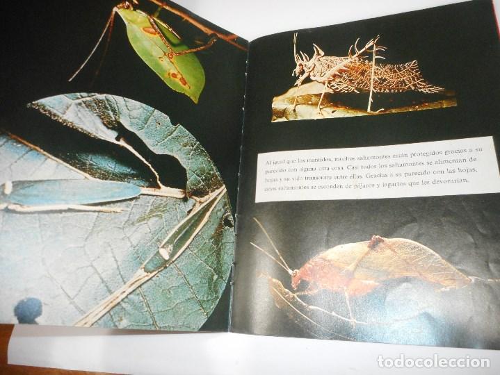Libros de segunda mano: ROBERT M. McCLUNG C&oacute;mo se ocultan los animales Q911W - Foto 2