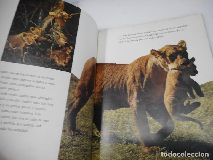 Libros de segunda mano: Cachorros de Le&oacute;n Q912W - Foto 2