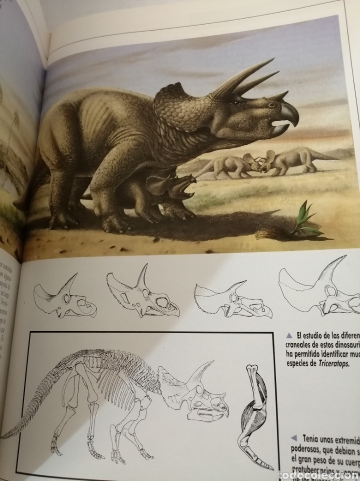 Libros de segunda mano: ENCICLOPEDIA ILUSTRADA DE LOS DINOSAURIOS de Dougal Dixon - Foto 4
