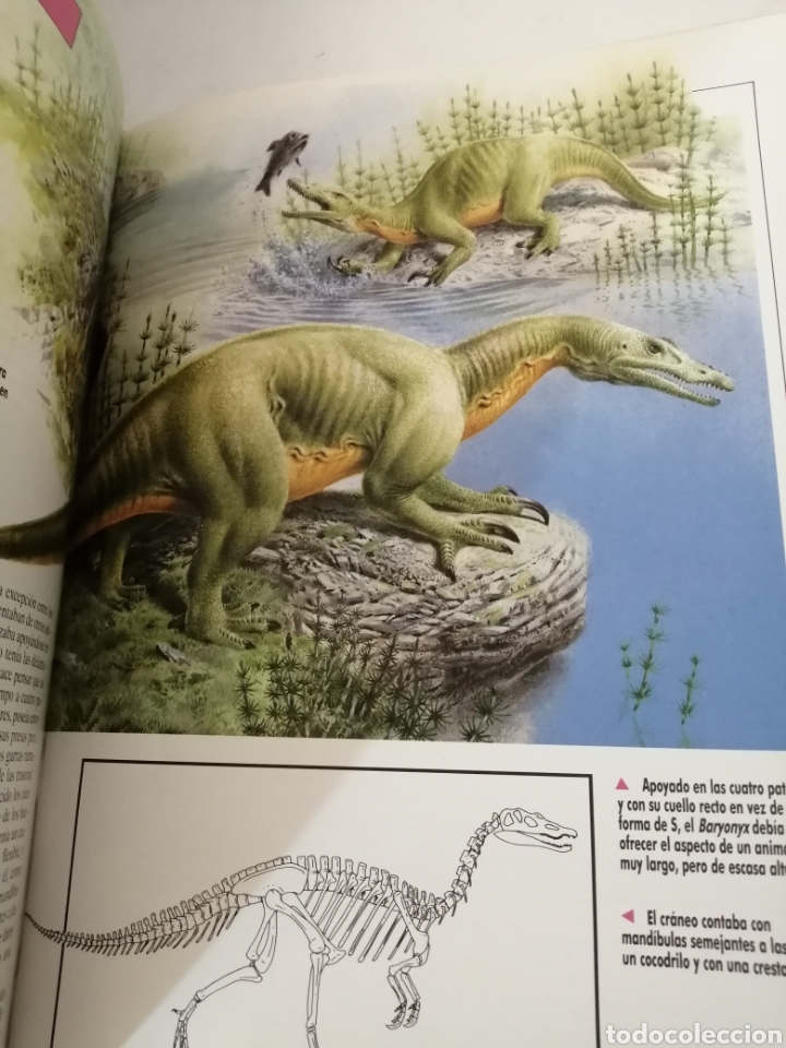 Libros de segunda mano: ENCICLOPEDIA ILUSTRADA DE LOS DINOSAURIOS de Dougal Dixon - Foto 6