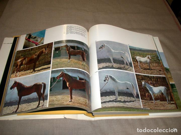 Libros de segunda mano: El caballo en Espa&ntilde;a. REF-2464 - Foto 8